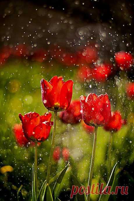 ✮ Tulips in the Rain | It's Raining!