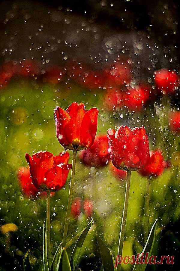 ✮ Tulips in the Rain | It's Raining!