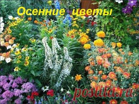 Осенние цветы. Осенние цветы фото - YouTube
