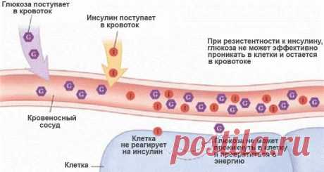 «Украинские способы лечения сахарного диабета вызывают лишь недоумение». Известный немецкий эндокринолог дал откровенное интервью украинскому телеканалу
