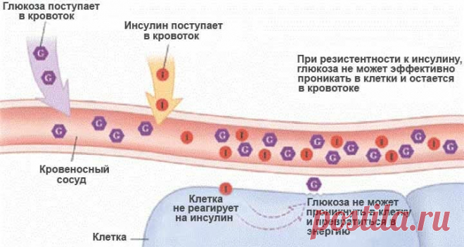 «Украинские способы лечения сахарного диабета вызывают лишь недоумение». Известный немецкий эндокринолог дал откровенное интервью украинскому телеканалу