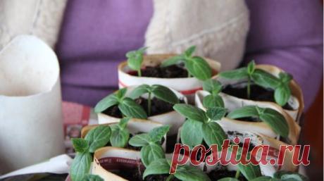 ИЗ СТАРОГО ЖУРНАЛА ПРИУСАДЕБНОЕ ХОЗЯЙСТВО. НАДЕЖНЫЙ ДЕДУШКИН СПОСОБ ПОСАДКИ ОГУРЦОВ .
https://www.youtube.com/watch?v=B1vinF_GDek&list=PLqCZWqsWs4QKhSFl6ctS6PYdMdggRb8Lc
Огурцы, когда сеять огурцы, когда высаживать огурцы, рассада огурцов, как посеять огурцы, проращивание огурцов - тема ролика. 
Ролик "Как приоткрыть клювик у огурца" https://www.youtube.com/watch?v=_cogIs41r40&t=8s 
Ролик "Как обрезать клювик у огурца" hhttps://www.youtube.com/watch?v=xVWF5ict6EE&t=2s 
#огурцы #сеятьогурцы #воса