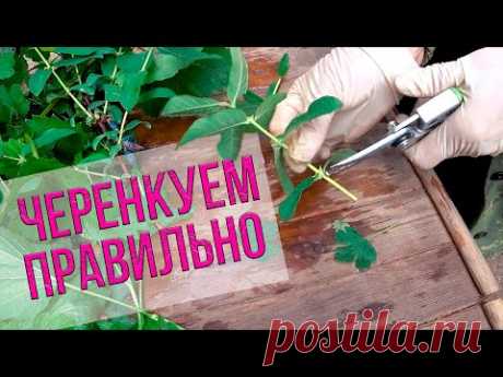 Мастер-класс по заготовке черенков садовых культур