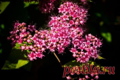 Нюансы удобрения спиреи в разное время года
Спирея является декоративным кустарником из семейства Розовых. Она часто встречается в цветниках,...
Читай пост далее на сайте. Жми ⏫ссылку выше