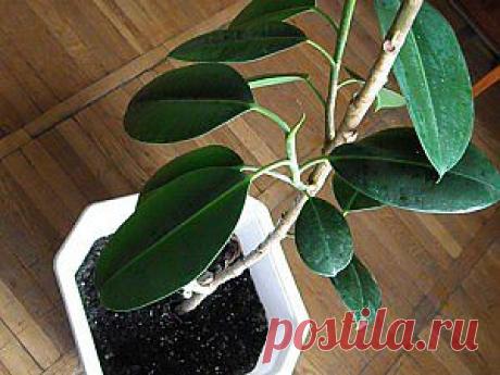 Как поливать фикус | Комнатные цветы