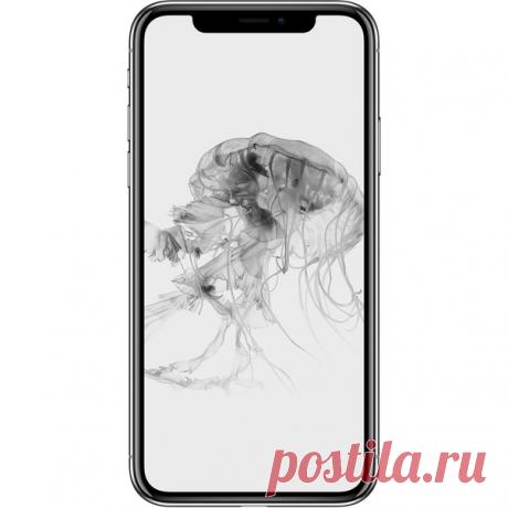 Красивые обои для вашего iPhone от Apple News 👍🏻