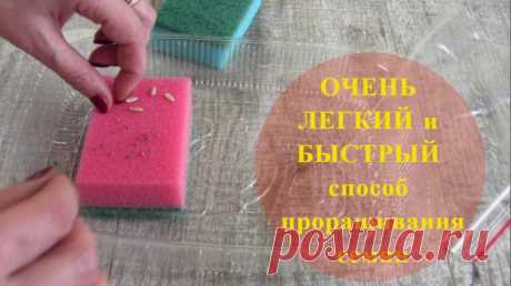 Очень легкий и быстрый СПОСОБ проращивания семян 
Очень легкий и быстрый способ проращивания семян. Семена не нужно замачивать, сразу кладете между 2-х хозяйственных губок, хорошо промачиваете губки, помещаете в пакет с застежкой и делаете глубокие …
