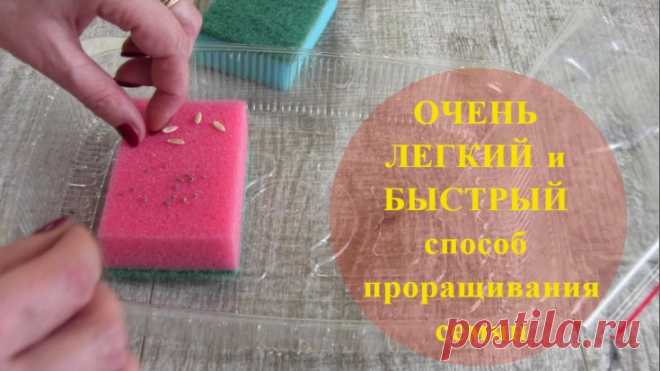 Очень легкий и быстрый СПОСОБ проращивания семян 
Очень легкий и быстрый способ проращивания семян. Семена не нужно замачивать, сразу кладете между 2-х хозяйственных губок, хорошо промачиваете губки, помещаете в пакет с застежкой и делаете глубокие …