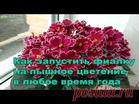 Пышное цветение фиалок.Как запустить фиалку на пышное цветение!!!!!!!!!!!!