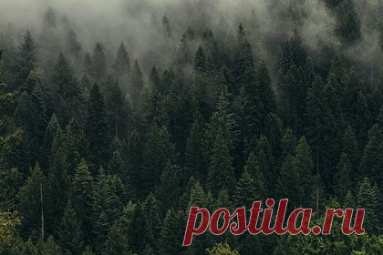 Российского депутата оштрафовали за незаконную охоту. Ялуторовский районный суд Тюменской области оштрафовал депутата городской думы Павла Шалагинова по делу о незаконной охоте. Шалагинова обязали выплатить 800 тысяч рублей. Также суд запретил ему заниматься деятельностью, связанной с охотой, на два года. Ранее суд оштрафовал товарищей депутата.