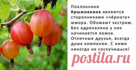 Фрукты-ягоды и мы