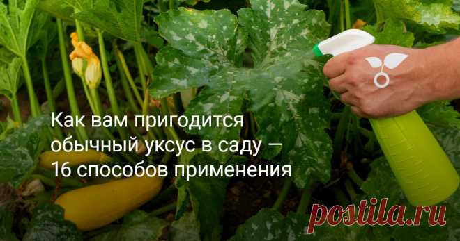 Как вам пригодится обычный уксус в саду — 16 способов применения — Ботаничка Уксус — натуральный продукт, который можно использовать различными способами. Большинство знакомы с уксусом как с надежным консервантом. Но знаете ли вы, что это вещество может облегчить вам работу в саду? Если нет, то взгляните на лучшие способы использования уксуса на приусадебном участке, о которых вы, возможно, не слышали.
