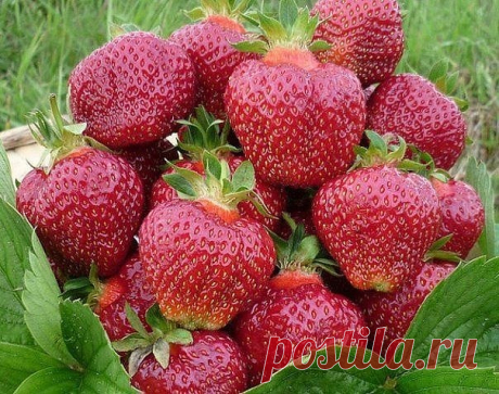 Диета для клубники