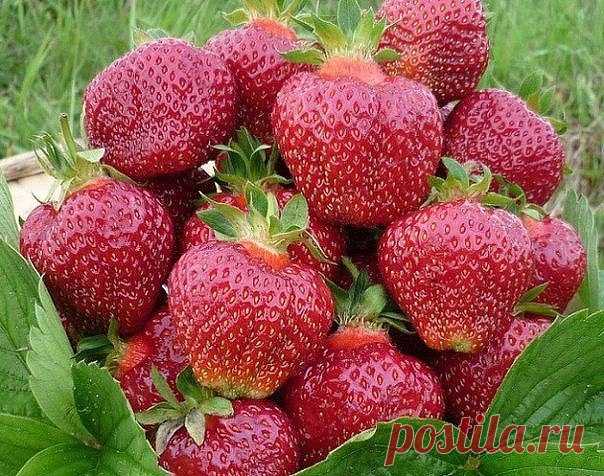 Диета для клубники