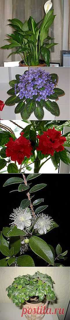 Какие комнатные растения приносят семейное счастье? Поверья и приметы