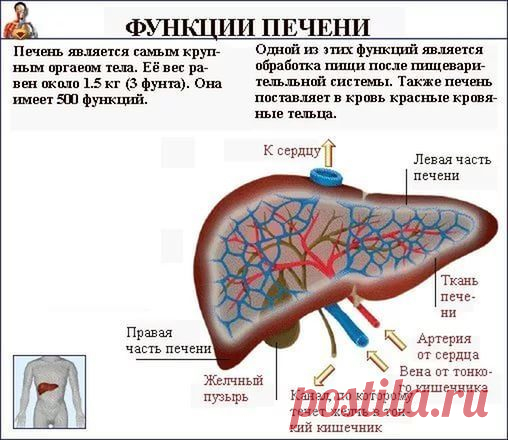 Каша, которая нормализует работу печени
