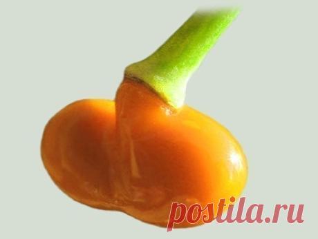Свою методику применения чистотела при лечении онкологических заболеваний разработал Анатолий Потопальский. Им в 1959 году  был создан противоопухолевый, противовирусный и антимикробный препарат из чистотела «Амитозин».

Улучшив биологически активные молекулы чистотела, учёные добились, что «Амитозин» останавливает размножение злокачественных клеток. Проведённые клинические исследования показали хорошие результаты у сорока процентов больных. 
Рецедивы тоже не возникали. По...