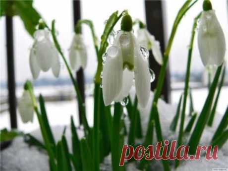 Весна
Саныч1
Пришла весна, растаяли сугробы,
А ночью слышно щебетанье птиц.
И, пролитая низко над землёю,
Нам чётко слышен журавлиный клич
Пришла весна -
В лесу взошёл подснежник,
Запахло свежестью и расцвела сирень.
А на душе с такой огромной нежностью
Вся отражается та нежная копель