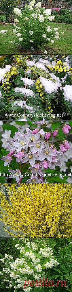 ДЕКОРАТИВНЫЕ КУСТАРНИКИ | Самоцветик