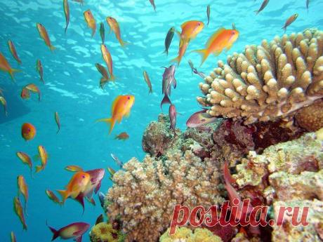 Один из рифов Красного моря и его обитатели.
