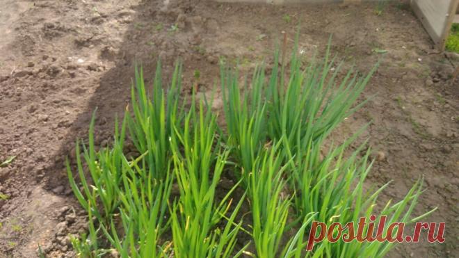 Полезный совет: чем подкормить лук, чтобы был крупный | Новости Тетюш | Яндекс Дзен