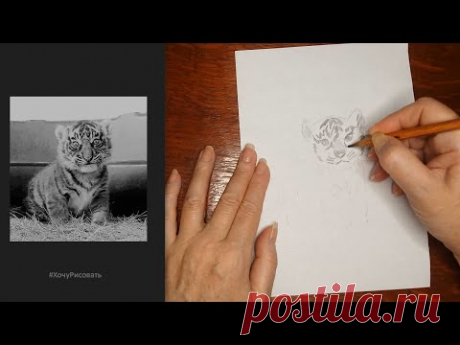 Нарисовала тигрёнка - YouTube