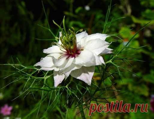 полезные свойства масла черного тмина или еще называют зира кумин
Блог сайта «Будем здоровы!»