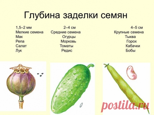 Глубина заделки семян - Садоводка