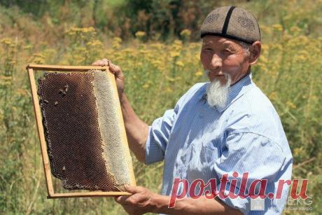 сары челек фото: 643 изображения найдено в Яндекс.Картинках