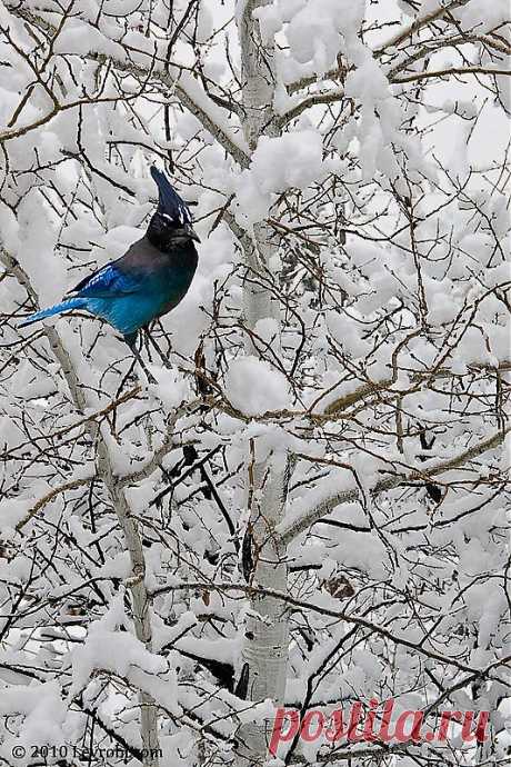 A Stellar Jay winter | The Great Outdoors