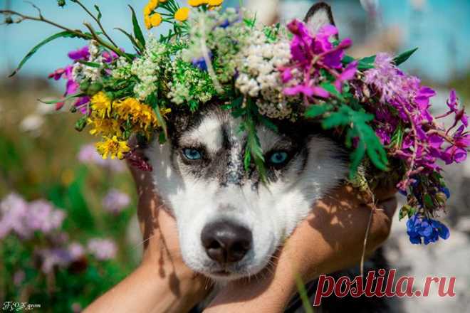 Сказки про хаски • НОВОСТИ В ФОТОГРАФИЯХ