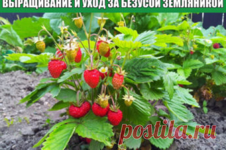 Когда зацвела клубника, готовлю комплексное удобрение, которое повышает урожай в 2 раза.