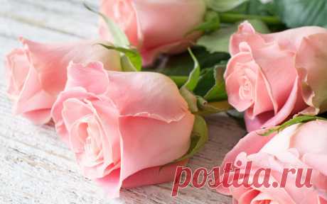 Скачать обои pink, flowers, roses, розы, раздел цветы в разрешении 1280x800