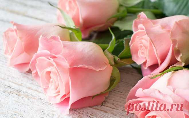 Скачать обои pink, flowers, roses, розы, раздел цветы в разрешении 1280x800