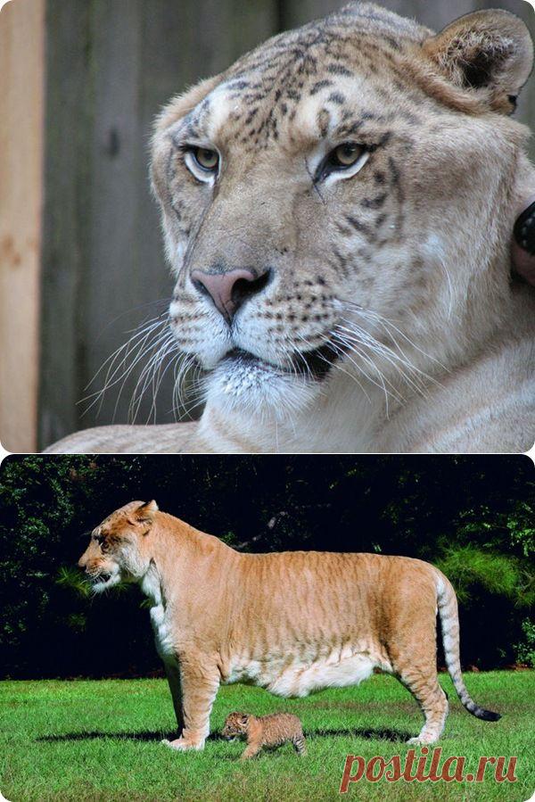 Геркулес - самая большая кошка в мире! | ZooPicture.ru