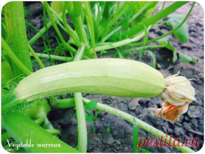 Кабачки: выращивание, уход....