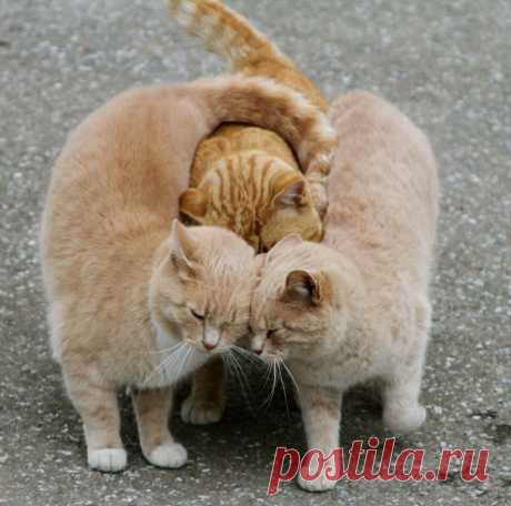 Ласки на троих.