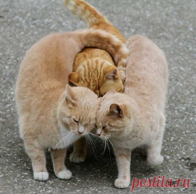 Ласки на троих.