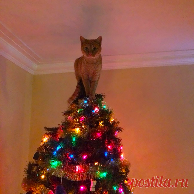 Потому что в этом доме только одна звезда 🎄 🌟