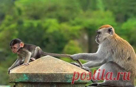 Такой шустрый, что приходиться держать на коротком поводке.