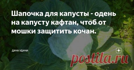 Шапочка для капусты - одень на капусту кафтан, чтоб от мошки защитить кочан. Здравствуйте, здравствуйте, дорогие любители дачи и огорода!
Каждый год перед нами - садоводами стоит задача - как вырастить и сохранить урожай до сбора? Чтоб никакие болезни и вредители не портили наши культуры. А что говорить про капусту? Сколько насекомых, желающих ей полакомиться и поселиться на ее листьях.
В этом году пробую новый для себя способ защиты от мошек. На каждый кочан одела хирурги
