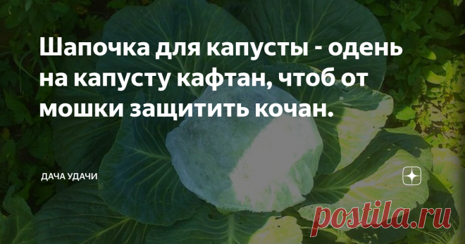 Шапочка для капусты - одень на капусту кафтан, чтоб от мошки защитить кочан. Здравствуйте, здравствуйте, дорогие любители дачи и огорода!
Каждый год перед нами - садоводами стоит задача - как вырастить и сохранить урожай до сбора? Чтоб никакие болезни и вредители не портили наши культуры. А что говорить про капусту? Сколько насекомых, желающих ей полакомиться и поселиться на ее листьях.
В этом году пробую новый для себя способ защиты от мошек. На каждый кочан одела хирурги