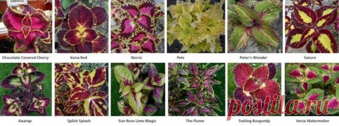 Растение колеус: выращивание из семян в домашних условиях Колеус — неприхотливая «крапивка» Это популярное у цветоводов и нетребовательное растение причисляется к семейству Яснотковых (Губоцветных). С успехом украшает как садовые участки, клумбы, так и высту...