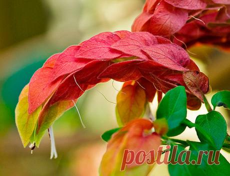 Белопероне – представитель семейства Акантовые. Этот удивительный вечнозелёный кустарник имеет необычные соцветия, напоминающие креветку. Жёлто-розовые, оранжево-красные и бурые поникшие прицветники закрывают белые цветки.