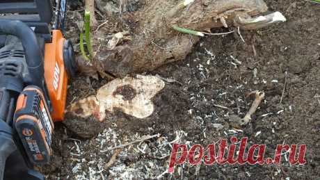Чем полить пень чтобы он сгнил за несколько дней, необычный рецепт | Генератор Идей Пульс Mail.ru Простое решение для вечной проблемы.