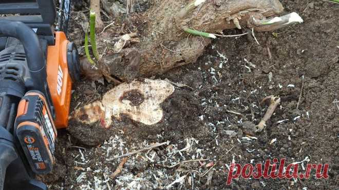 Чем полить пень чтобы он сгнил за несколько дней, необычный рецепт | Генератор Идей Пульс Mail.ru Простое решение для вечной проблемы.