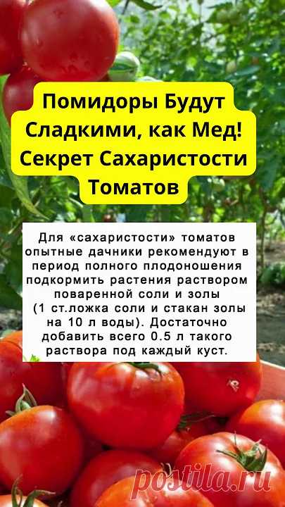 Помидоры Будут Сладкими, как Мед! Секрет Сахаристости Томатов #shorts Подкормка томатов для сахаристости.