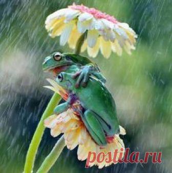 Animals - Wildlife on Instagram: “Follow @Nature.Geography for more amazing nature and animals photos @Nature.Geography Umbrella | Photograph by ©Ajar Setiadi #WildlifePlanet”