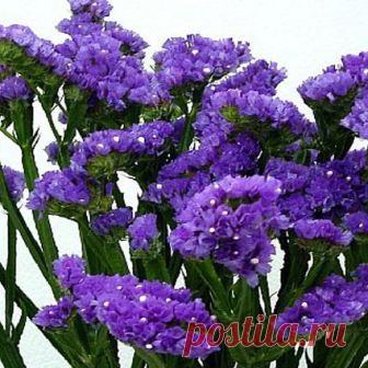 Статице Кисс Dark Blue 10 шт