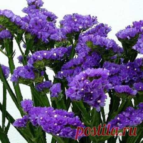 Статице Кисс Dark Blue 10 шт